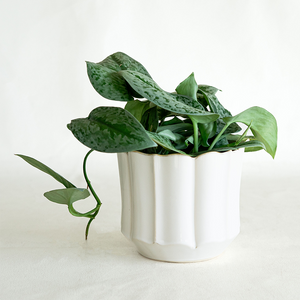 Scindapsus pictus 4"