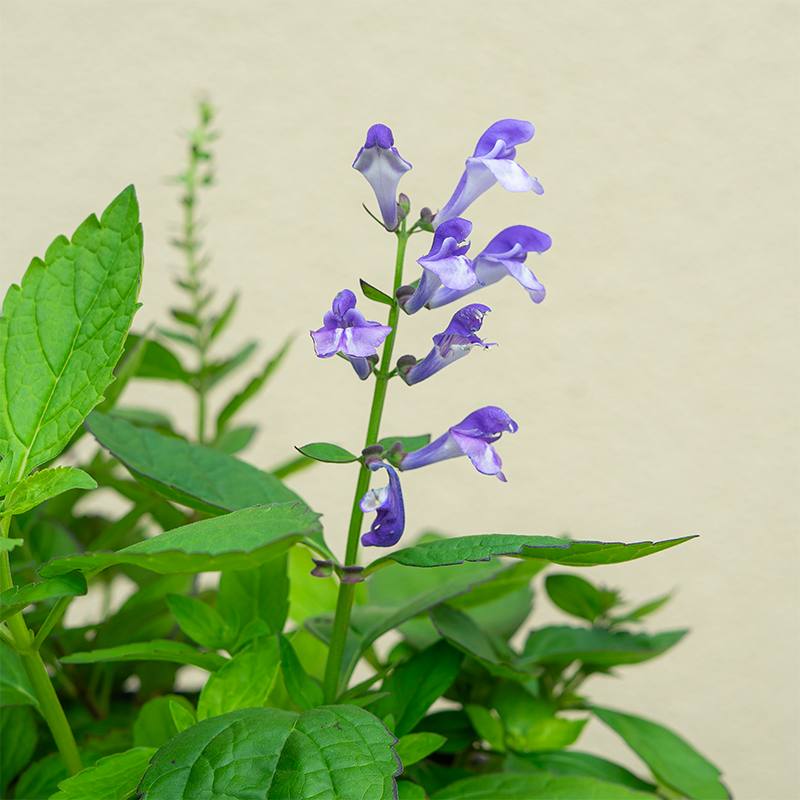 Scutellaria 'Appalachian Blues' G01