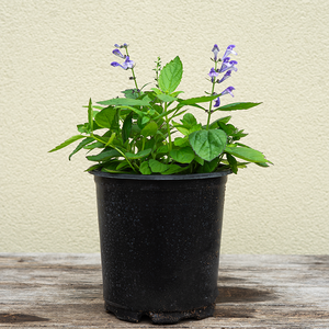 Scutellaria 'Appalachian Blues' G01