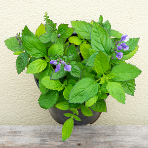 Scutellaria 'Appalachian Blues' G01