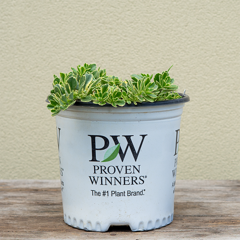 Sedum 'Boogie Woogie' G01