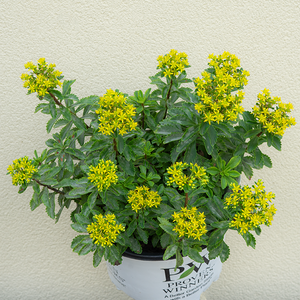 Sedum 'Bright Idea' G01