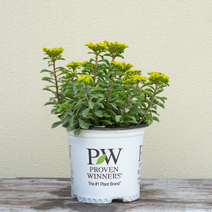 Sedum 'Bright Idea' G01