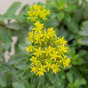 Sedum 'Bright Idea' G01