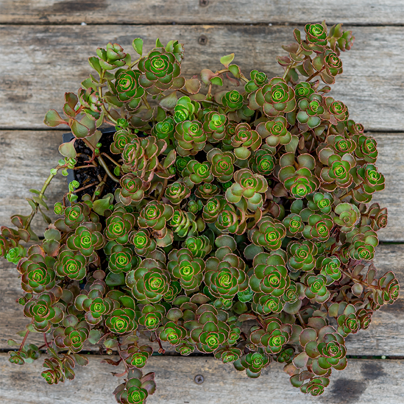 Sedum 'Dragon's Blood' 6 Pack