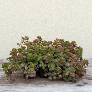 Sedum 'Dragon's Blood' 6 Pack