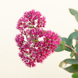 Sedum 'Thunderhead' G01