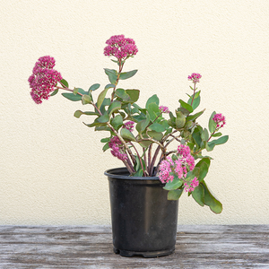 Sedum 'Thunderhead' G01