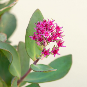 Sedum 'Thunderhead' G01