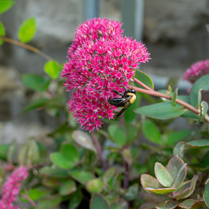 Sedum 'Thunderhead' G01