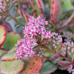 Sedum sieboldii Q01