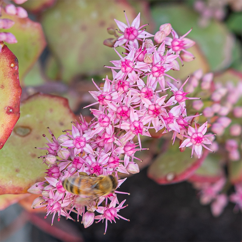 Sedum sieboldii Q01