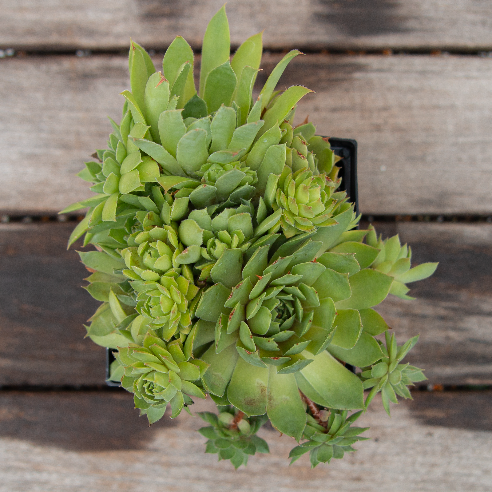 Sempervivum 'Mix' Q01