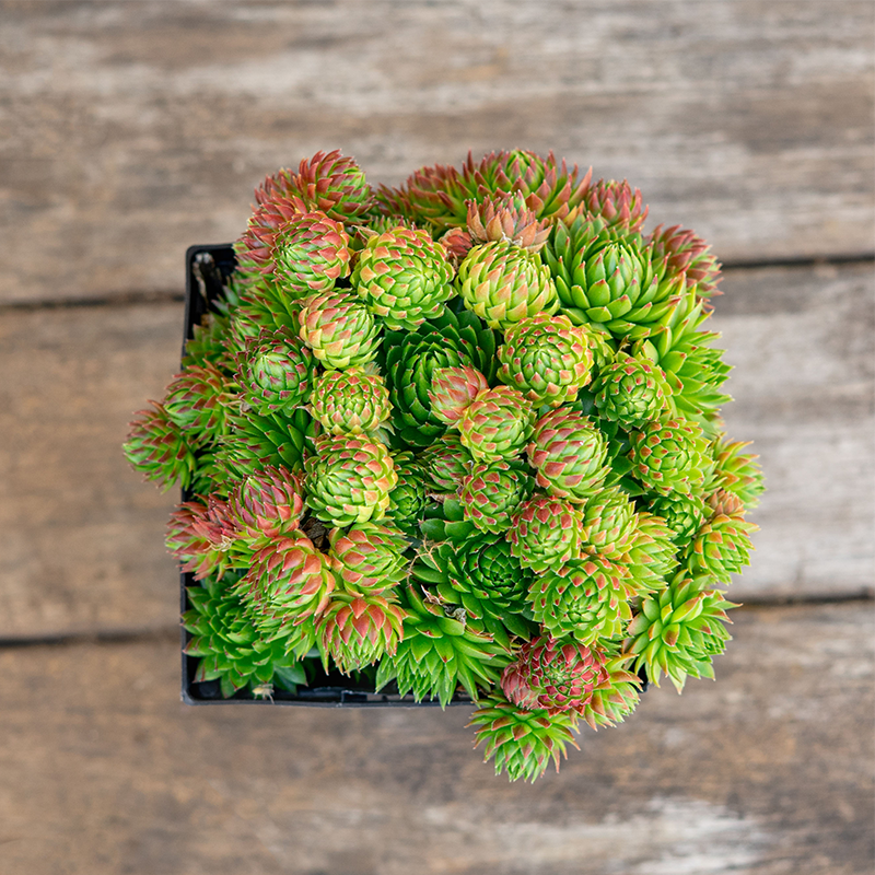 Sempervivum 'Mix' Q01