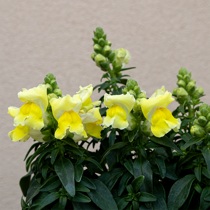 Snapdragon Snapshot Yellow 6 Pack