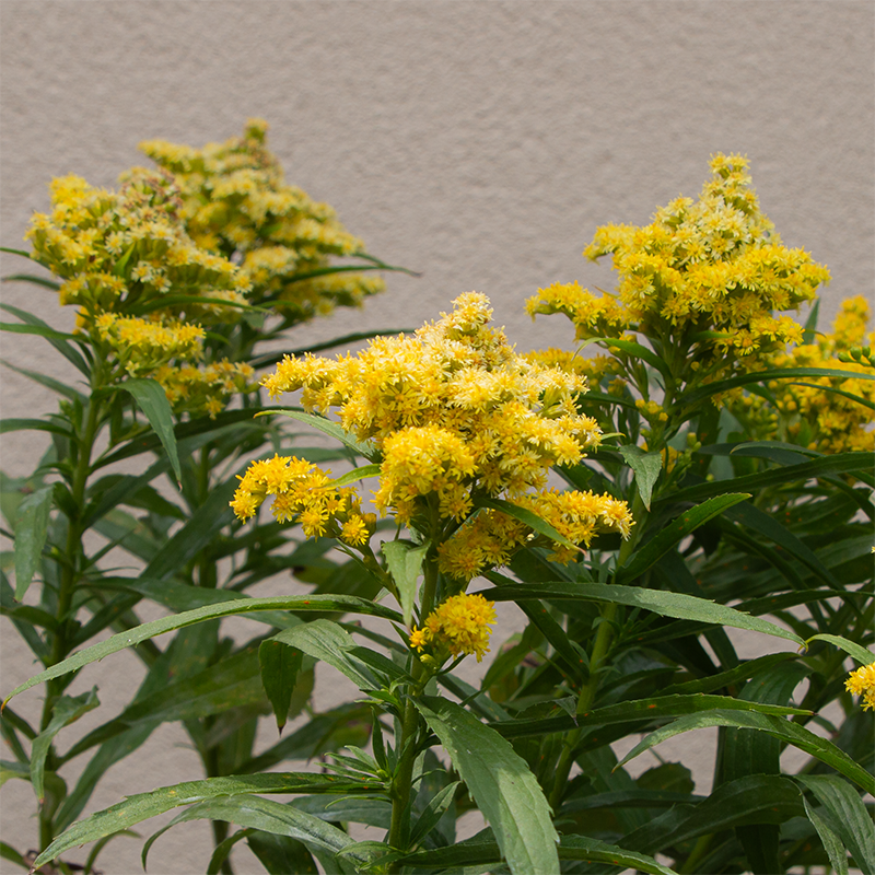 Solidago 'Little Lemon' G01