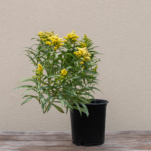 Solidago 'Little Lemon' G01