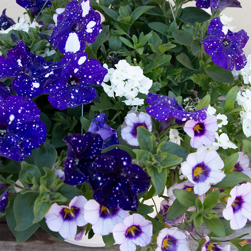 Sparkler Blue 10" Hanging Basket