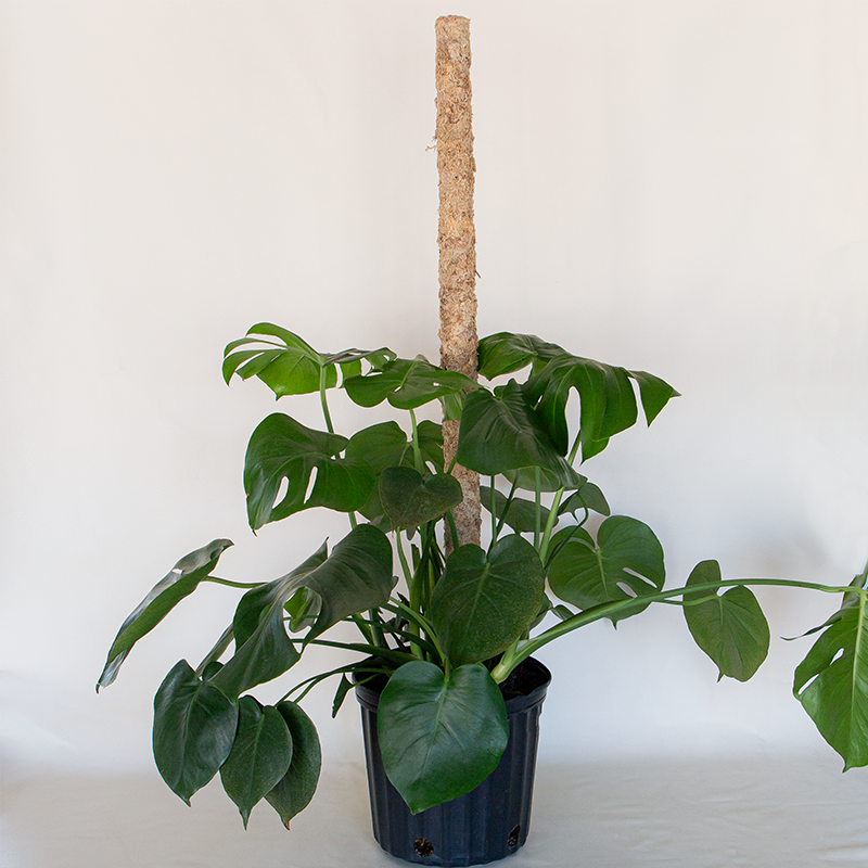 spag moss pole Sphagnum Moss Pole 36"