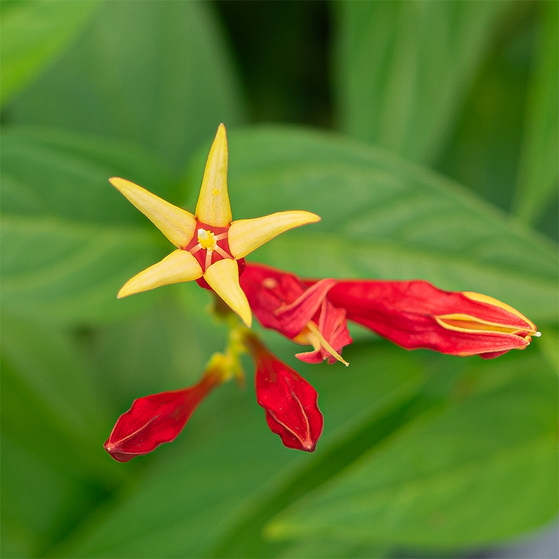 Spigelia mar 'Little Redhead' Q01