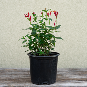 Spigelia mar 'Little Redhead' Q01
