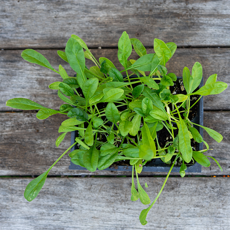 Spinach 'Bloomsdale' 6 Pack