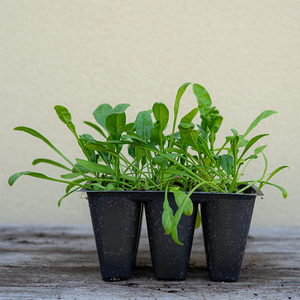 Spinach 'Bloomsdale' 6 Pack