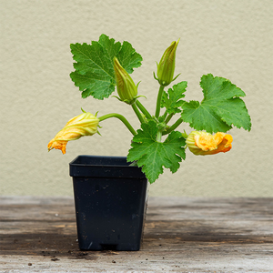 Squash 'Dunja F1' 3.5"