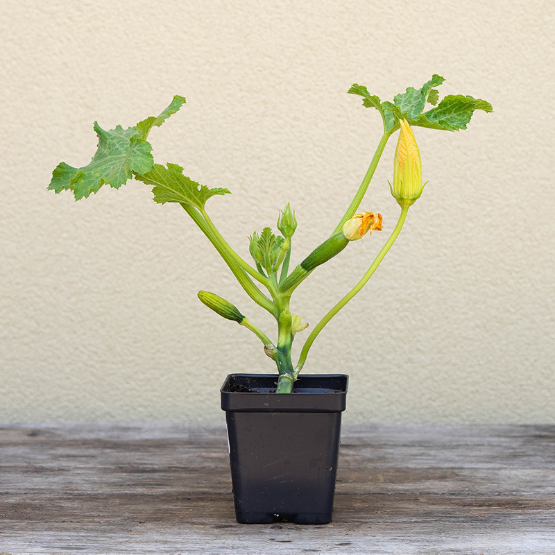 Squash 'Dunja F1' 3.5"