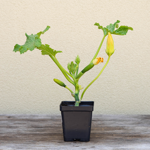 Squash 'Dunja F1' 3.5"