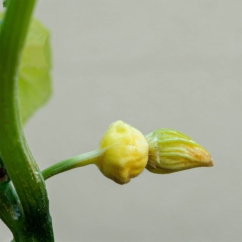 Squash 'Lemon Sun F1' 3.5"