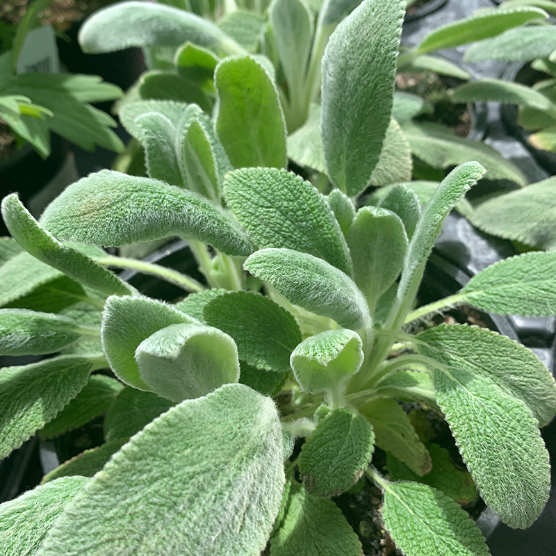 Stachys byz 'Silver Carpet' G01