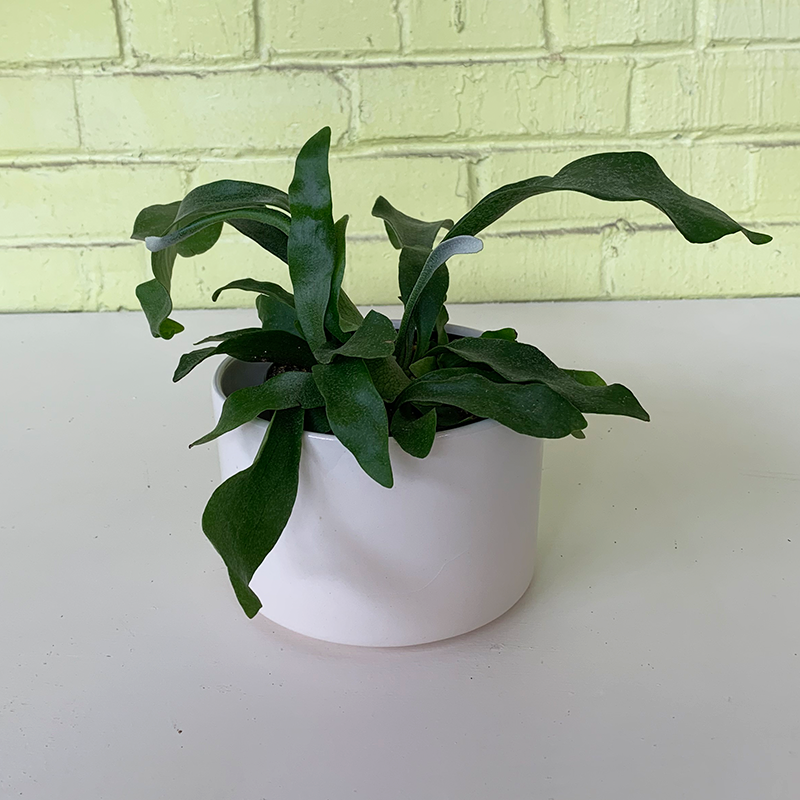 Staghorn Fern