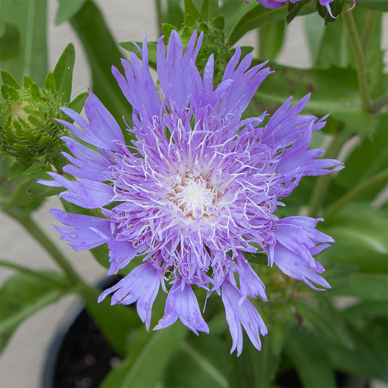 Stokesia 'Riptide' G01