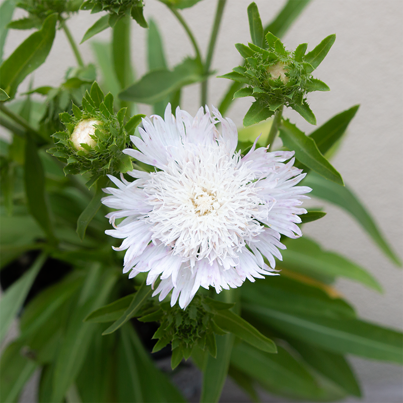 Stokesia 'Whitecaps' G01