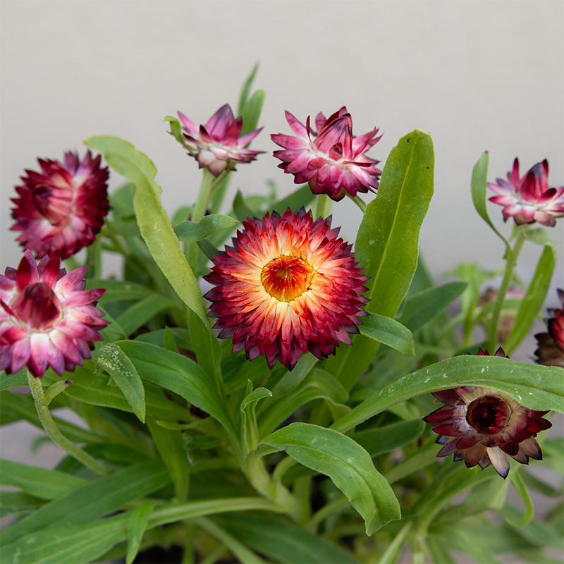 Strawflower 'Red' 4"