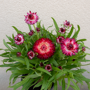 Strawflower 'Red' 4"