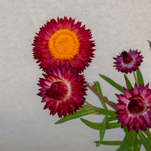 Strawflower 'Red' 4"