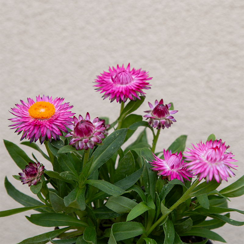 Strawflower 'Rose' 4"