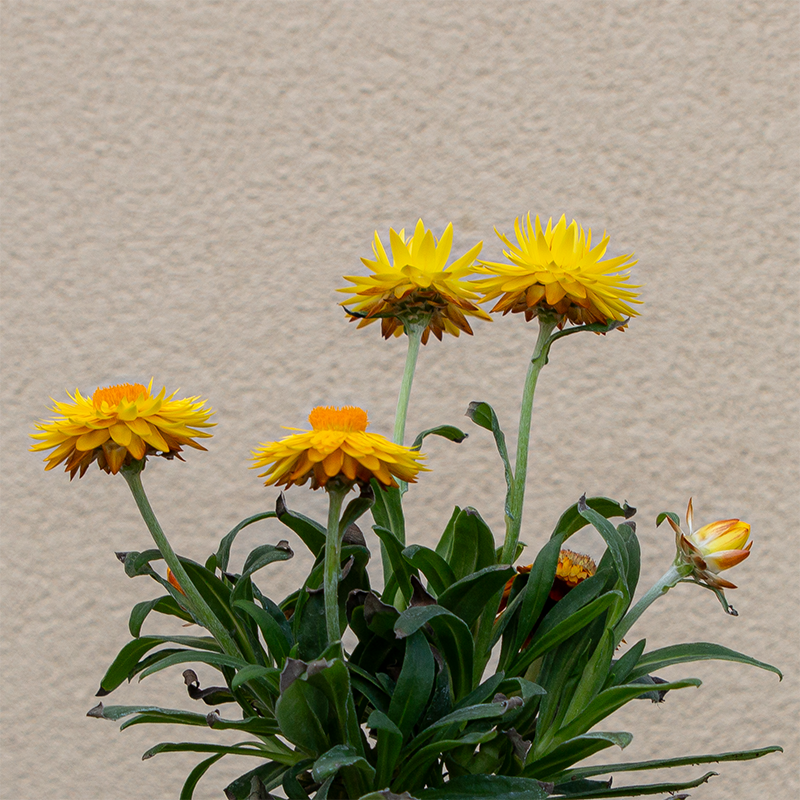 Strawflower 'Yellow' 4"