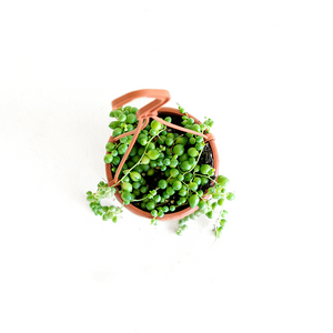 String of Pearls 4" Hanging Basket