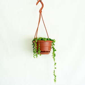 String of Pearls 4" Hanging Basket