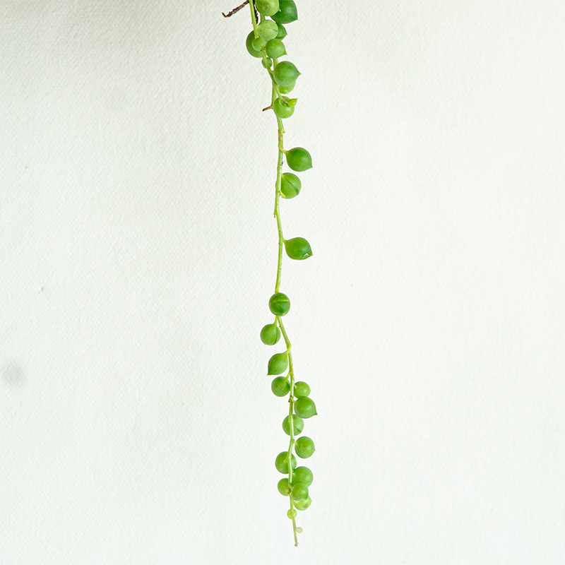 String of Pearls 4" Hanging Basket