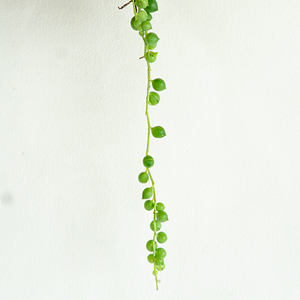 String of Pearls 4" Hanging Basket