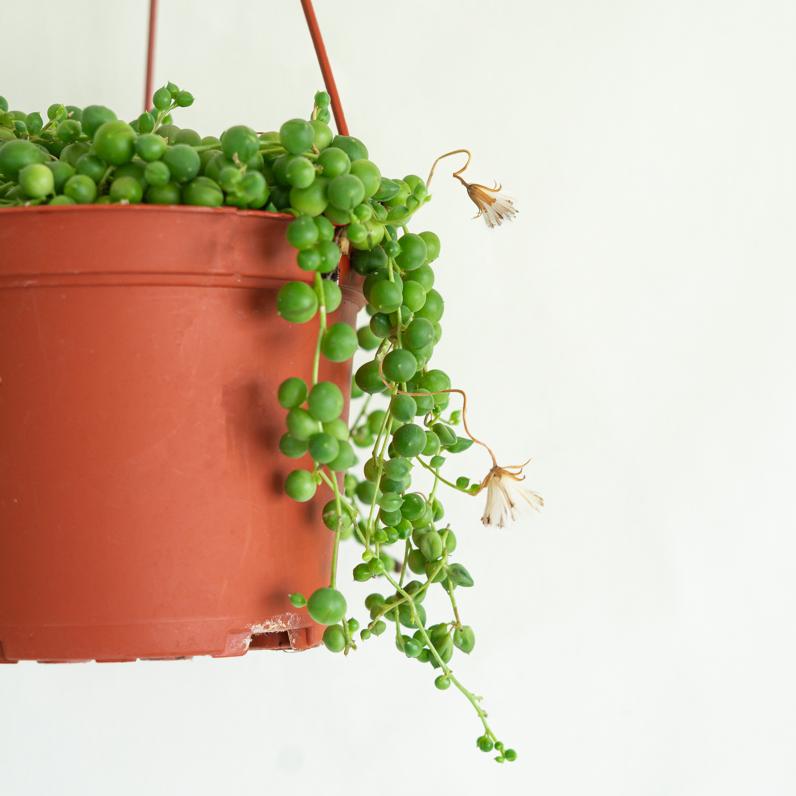 String of Pearls 6" Hanging Basket