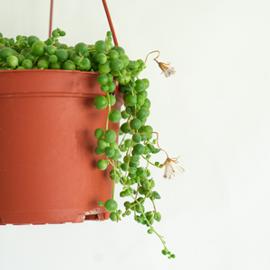 String of Pearls 6" Hanging Basket