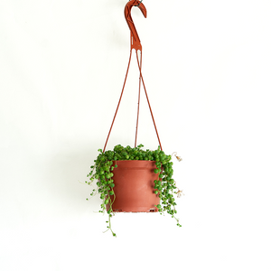 String of Pearls 6" Hanging Basket
