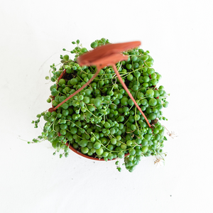 String of Pearls 6" Hanging Basket