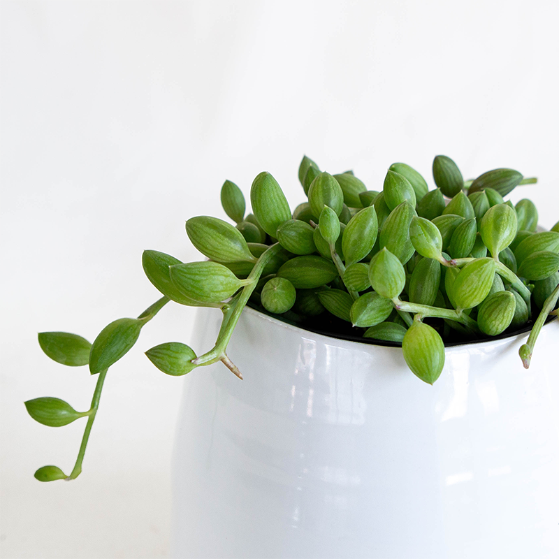 String of Watermelons 4"