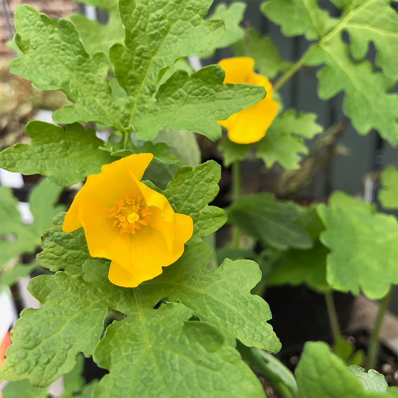 Stylophorum diphyllum Q01